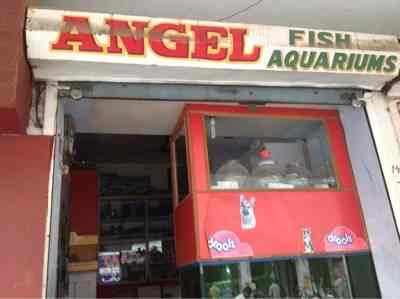 Angel Fish Aquarium