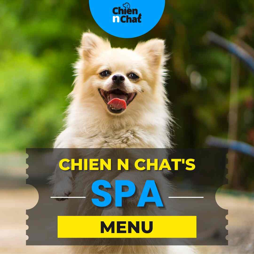 Chien N Chat Pet Shop