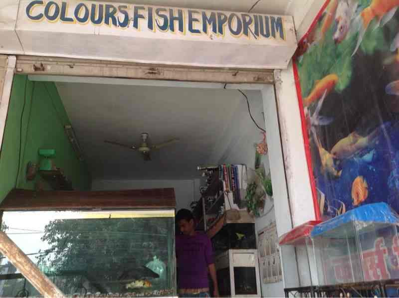 Colour Fish Aquarium