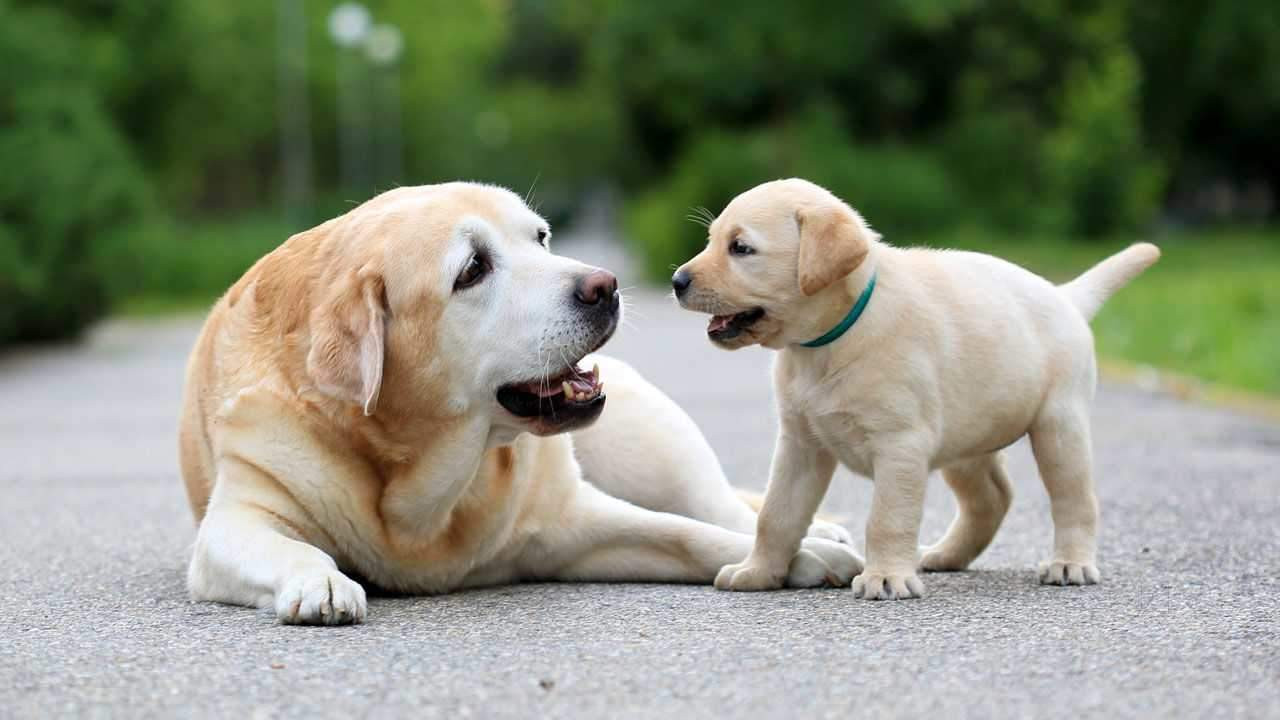 Punjab Dog Kennel