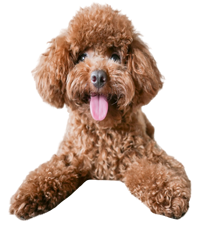 Poodle Breeders In india