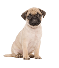 Pug Breeders In india