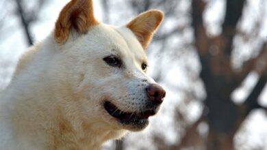 Pungsan Dog Breed