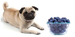 Dog Nutrition 101: Choosing the Best Food for Your Furry Friend