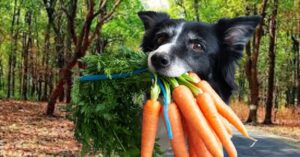 dog with Green Carrots