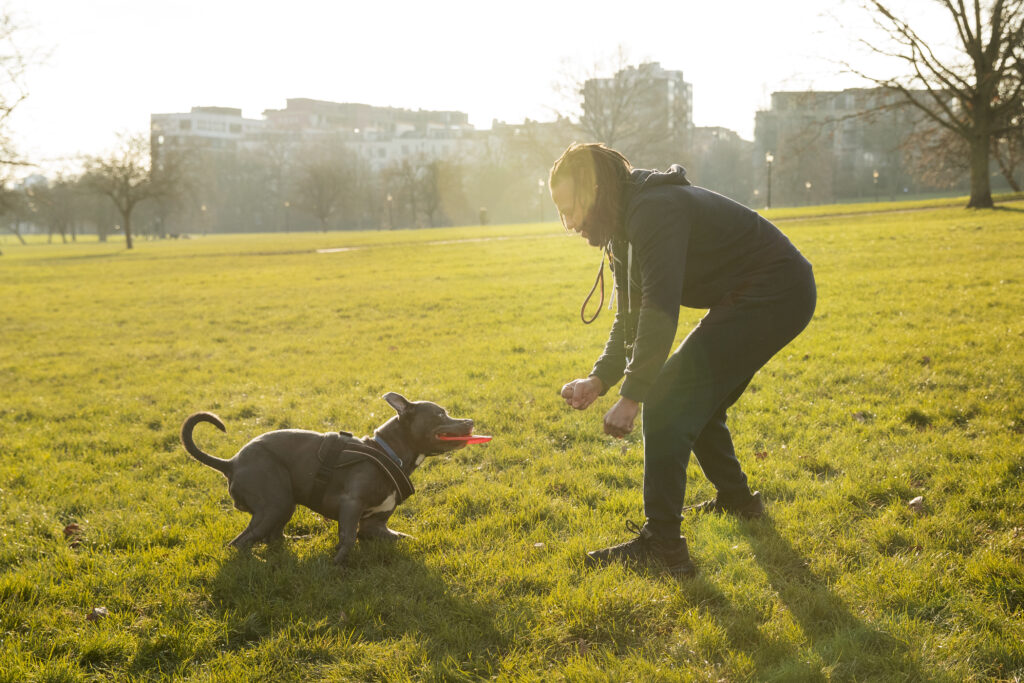 puppy-dog-training 