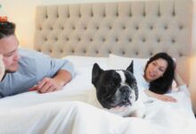 locate-a-pet-friendly-hotel-or-other-vacation-arrangements