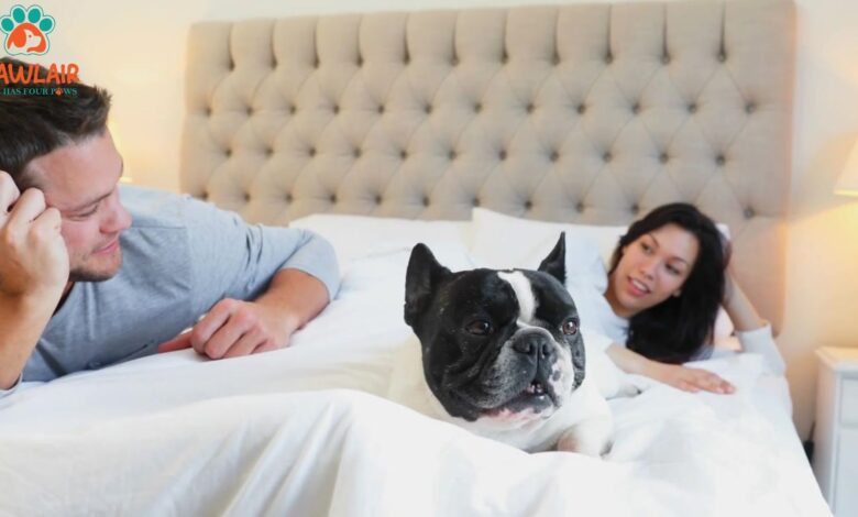 locate-a-pet-friendly-hotel-or-other-vacation-arrangements