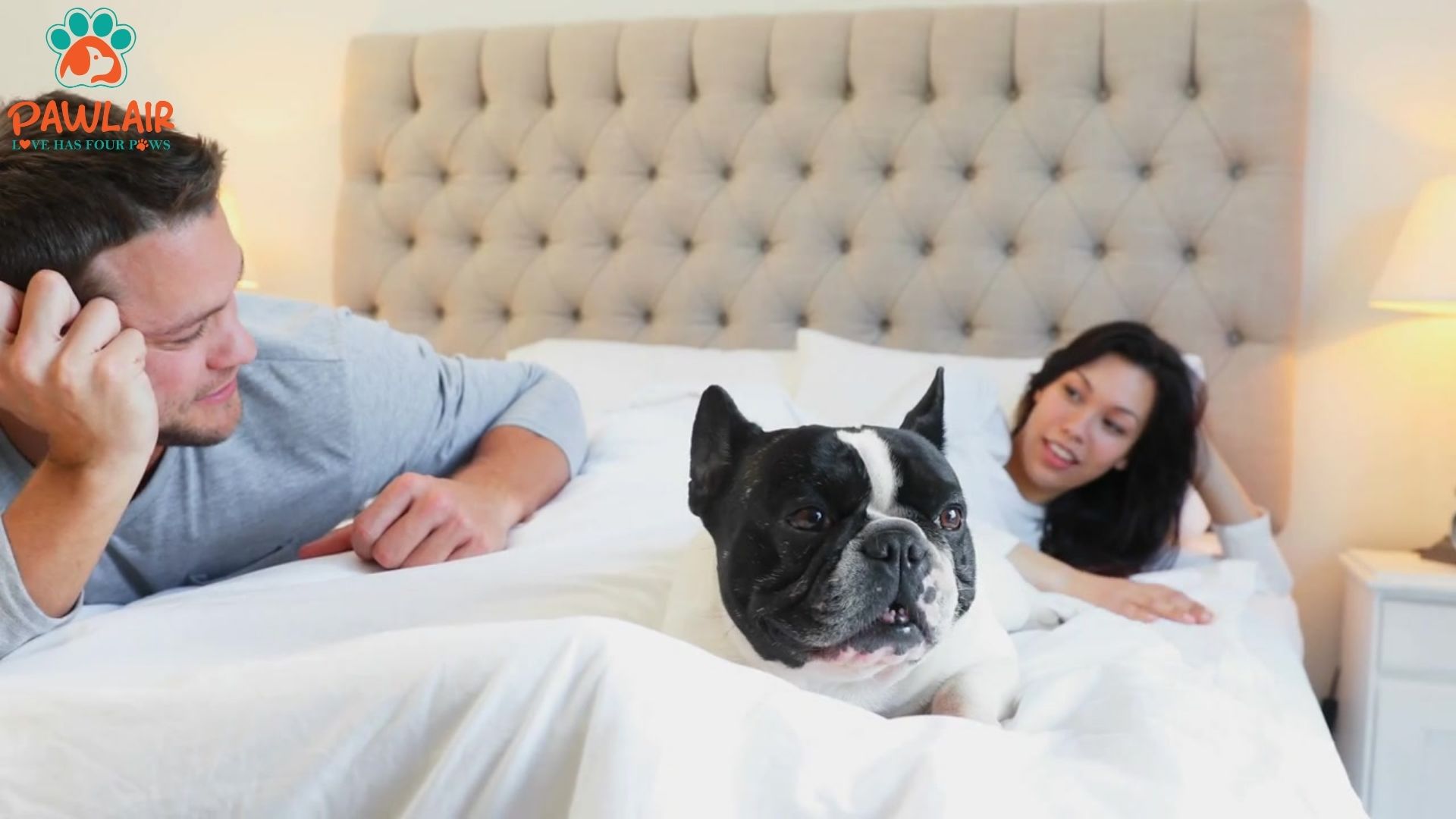 locate-a-pet-friendly-hotel-or-other-vacation-arrangements