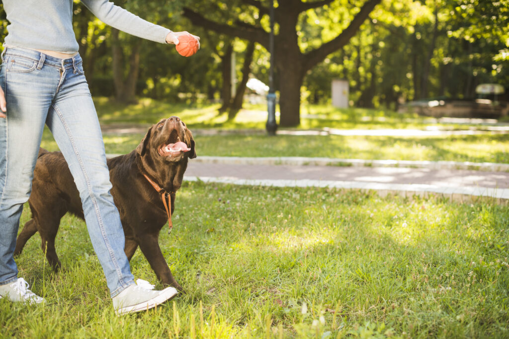 how-to-train-your-dog-a-comprehensive-guide-on-dog-training-tips