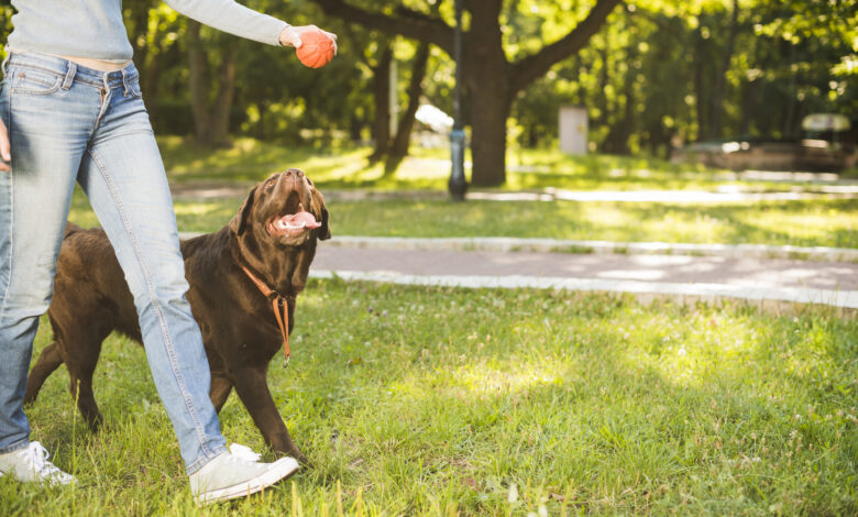 Understanding-dog-behaviours